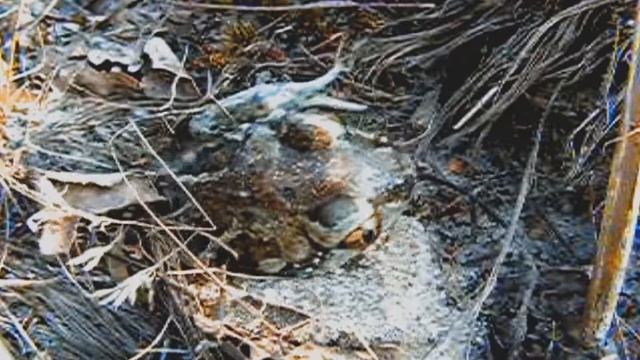 Чесночница 2 Как чесночница закапывается смотреть онлайн