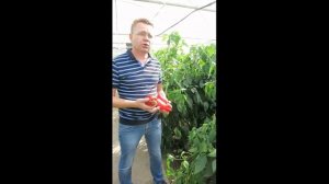 Сладкий перец Каптур F1 (Kaptur F1) - лучшее от Seminis