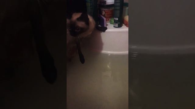 2 типа кошек в воде смотреть онлайн