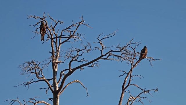 Пара черных коршунов смотреть онлайн