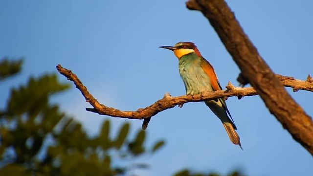 Красивый враг пчел.Золотистая(Европейская) щурка/Beautiful enemy of bees.Golden(European) bee-eater смотреть онлайн