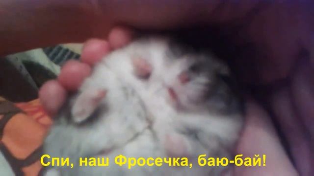 Джунгарик Фросик спит... смотреть онлайн