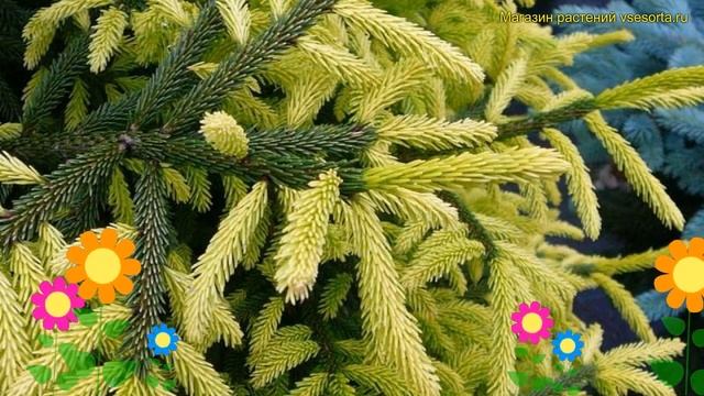 Ель восточная Голден Старт. Краткий обзор, описание характеристик picea orientalis Golden start смотреть онлайн