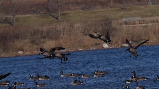 Another flock of North American Canada Geese fly in смотреть онлайн