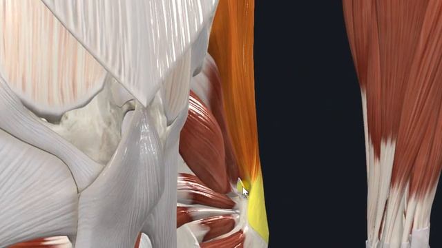 Средняя ягодичная мышца (m. Gluteus Medius)