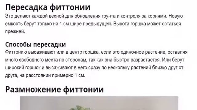 Фиттония Выращивание и уход за фиттонией в домашних условиях смотреть онлайн