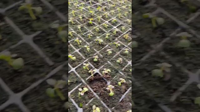 Рассада ? пекинской капусты смотреть онлайн