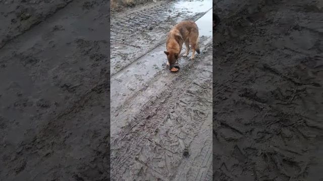 кормлю собачку #добро смотреть онлайн