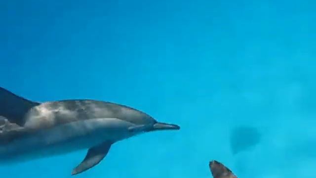 Брачные игры у дельфинов смотреть онлайн