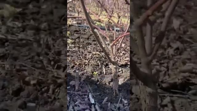 Весенняя обрезка шиповника. будущая роза.