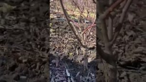 Весенняя обрезка шиповника. будущая роза.