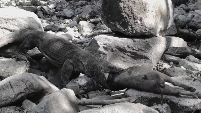 Big head komodo dragon eating and swallow alive the big warthog | Part 1 смотреть онлайн