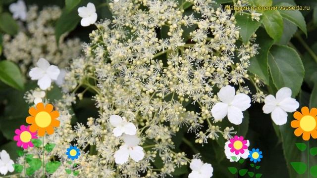 Гортензия плетистая Патиоларис. Краткий обзор, описание характеристик Hydrangea Seemannii Petiolari