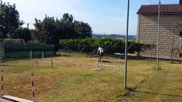 Super SHARPEI. . Treino no campo Asd Il Mastino. смотреть онлайн