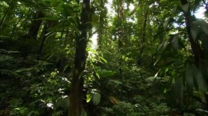 Карибы _ Неизведанные острова _ Discovery Channel