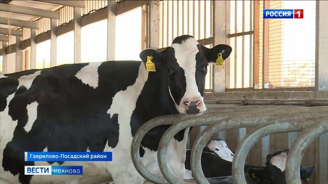 После ремонта трассы Гаврилов Посад - Непотягово жители села могут быстро доехать до райцентра смотреть онлайн