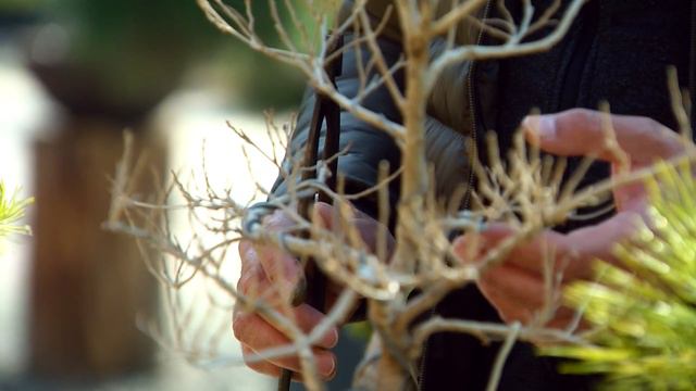 Бонсайда ишлатиладиган иш қуроллари смотреть онлайн