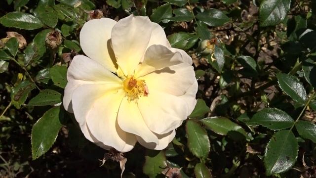 Rosa var. Amber Sun смотреть онлайн