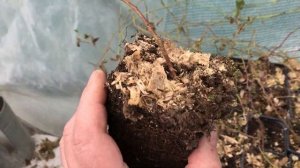 Саженцы ежевики Карака блэк - результаты зимовки. Будет ли на них урожай в этом году?