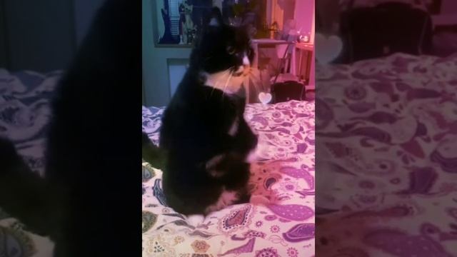 Молитва кота смотреть онлайн