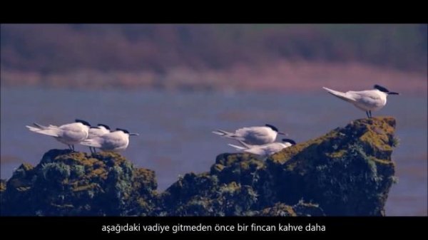 frazey ford | one more cup of coffee