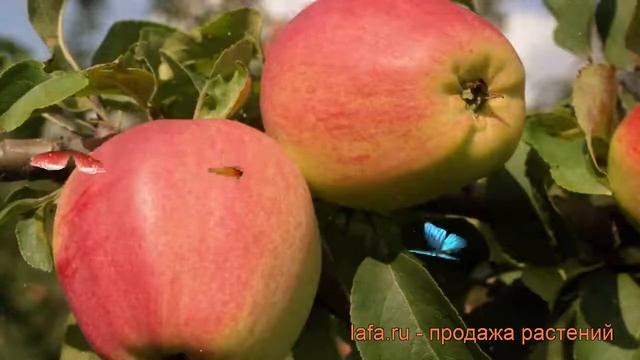 Яблоня обыкновенная Кандиль орловский (malus) ? обзор: как сажать, саженцы яблони Кандиль орловский смотреть онлайн