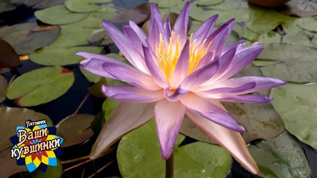 Нимфея Purplelucent (Светящийся фиолетовый), кувшинка, нимфея, водные растения, пруд смотреть онлайн
