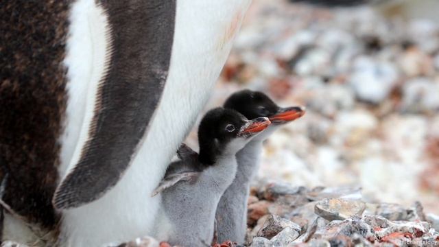 Gentoo Penguins: Tiny Chicks