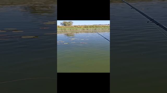 Проводка блесны на щуку и окуня в траве и корягах. смотреть онлайн