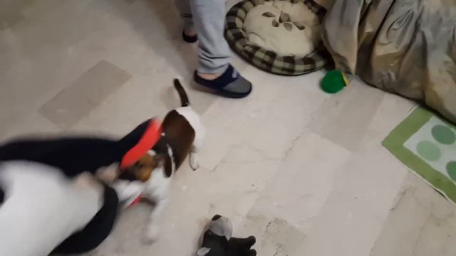 МАМА ГОТОВИТ РИЗОТТО  С МОРЕПРОДУКТАМИ А ВИЛЛИ ВОРУЕТ БАНАНЫ