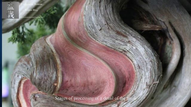 Juniperus sabina bonsai - Five Years evolution by Gabriel Romero Aguade смотреть онлайн