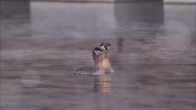 Серощекая поганка - Podiceps griseigena смотреть онлайн