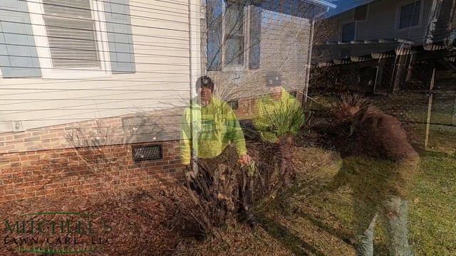 Burning Bush Hard Pruning - [Hannah & The Bulldog Helped!]