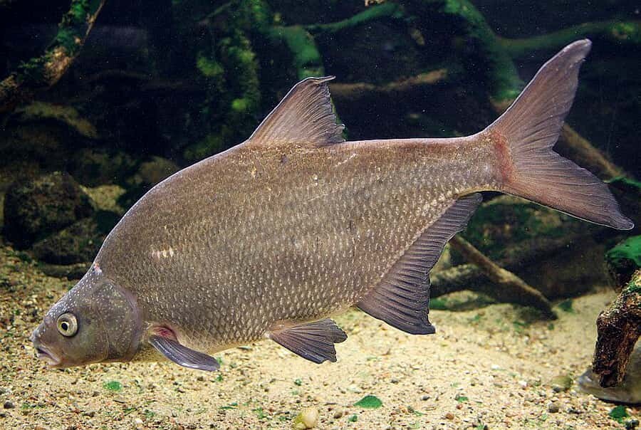 Лещ (1 часть) смотреть онлайн