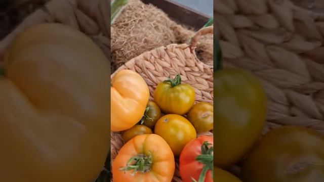 СУПЕР УРОЖАЙ! Томаты УСЫПАНЫ спелыми и сладкими плодами! #Shorts смотреть онлайн