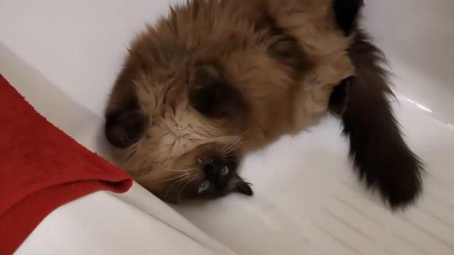 Кот принимает ванну 😁 смотреть онлайн