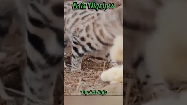 Kucing Kaki Hitam-Felis Nigripes#shorts (My Cats Info) смотреть онлайн