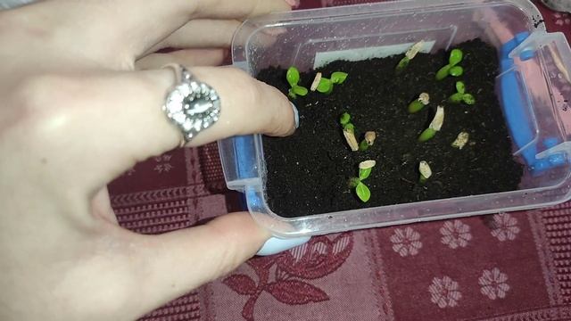 Адениум семенами. Часть 2. Неприхотливый сад смотреть онлайн