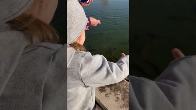 Много рыб на озере😍 смотреть онлайн