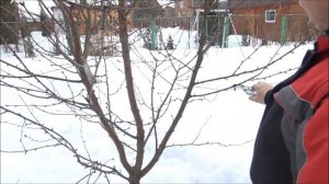 ВЕСЕННЯЯ ОБРЕЗКА ВИШНИ / КАК ПРАВИЛЬНО ПРОИЗВЕСТИ САНИТАРНУЮ ОБРЕЗКУ / DelaOgorodnieTV