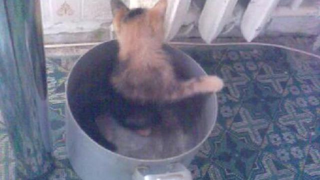 сварю суп из кошки смотреть онлайн