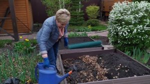 САЖАЕМ ОГУРЦЫ ТАК, ЧТОБЫ СОБРАТЬ УРОЖАЙ НА 2 НЕДЕЛИ РАНЬШЕ ОБЫЧНОГО!!!