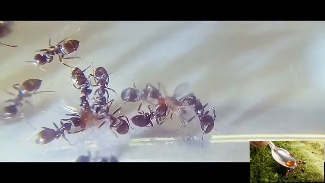 Муравьи кушают дрозофил в макро. смотреть онлайн