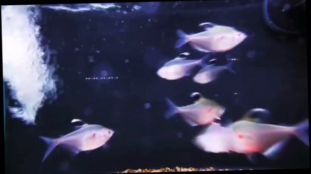 Bleeding Heart Tetra Care Guide смотреть онлайн
