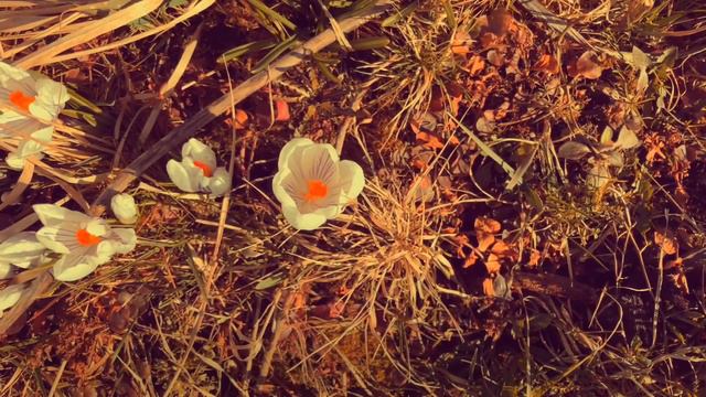 ВЕСНА ПРИШЛА! смотреть онлайн