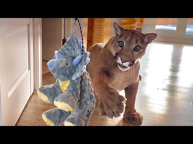 После удаления зуба пума Месси снова стал активно играть! Саша придумал отпадную игру! смотреть онлайн