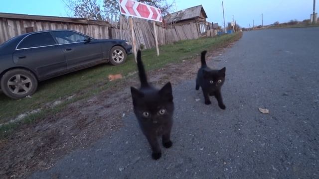 Подарок от подписчика, проделали много работы по благоустройству подъезда к дому! смотреть онлайн