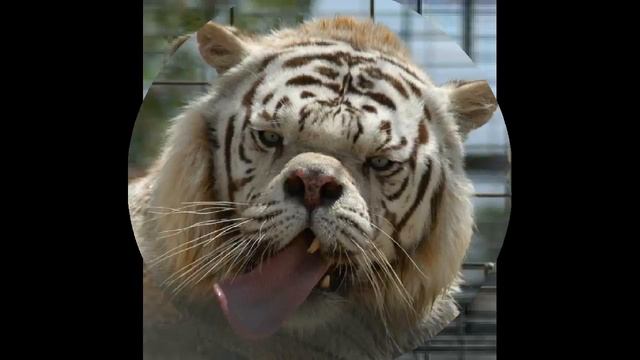 white tigers wild animals смотреть онлайн