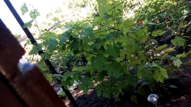 Вызов шехзаде Баязида смотреть онлайн