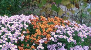 Амарант . Как я собираю семена.